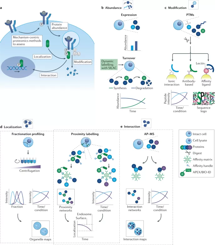 Application of Proteomics in Drug Development